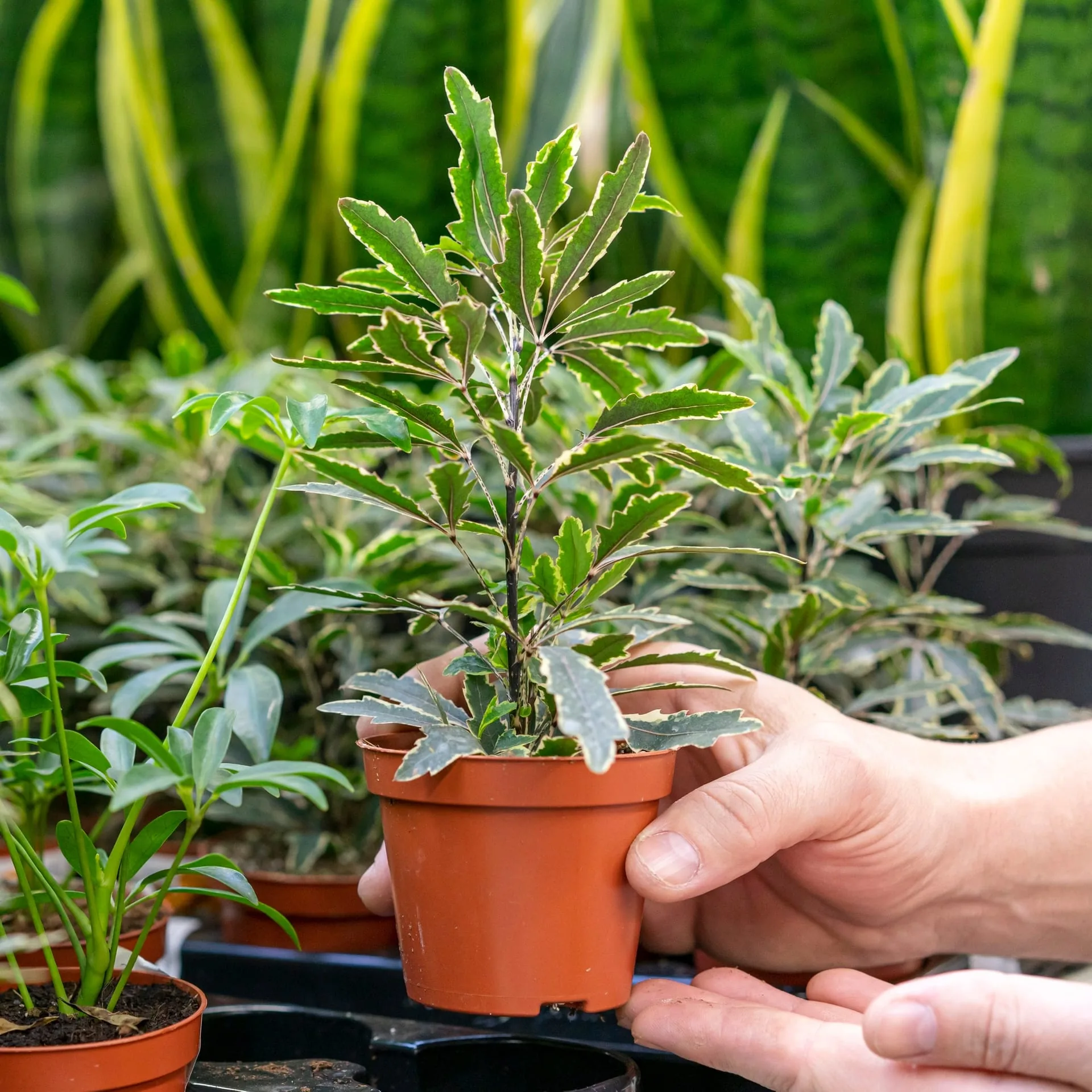 Two rows of berry plants in a frosted nursery, one thriving and labelled