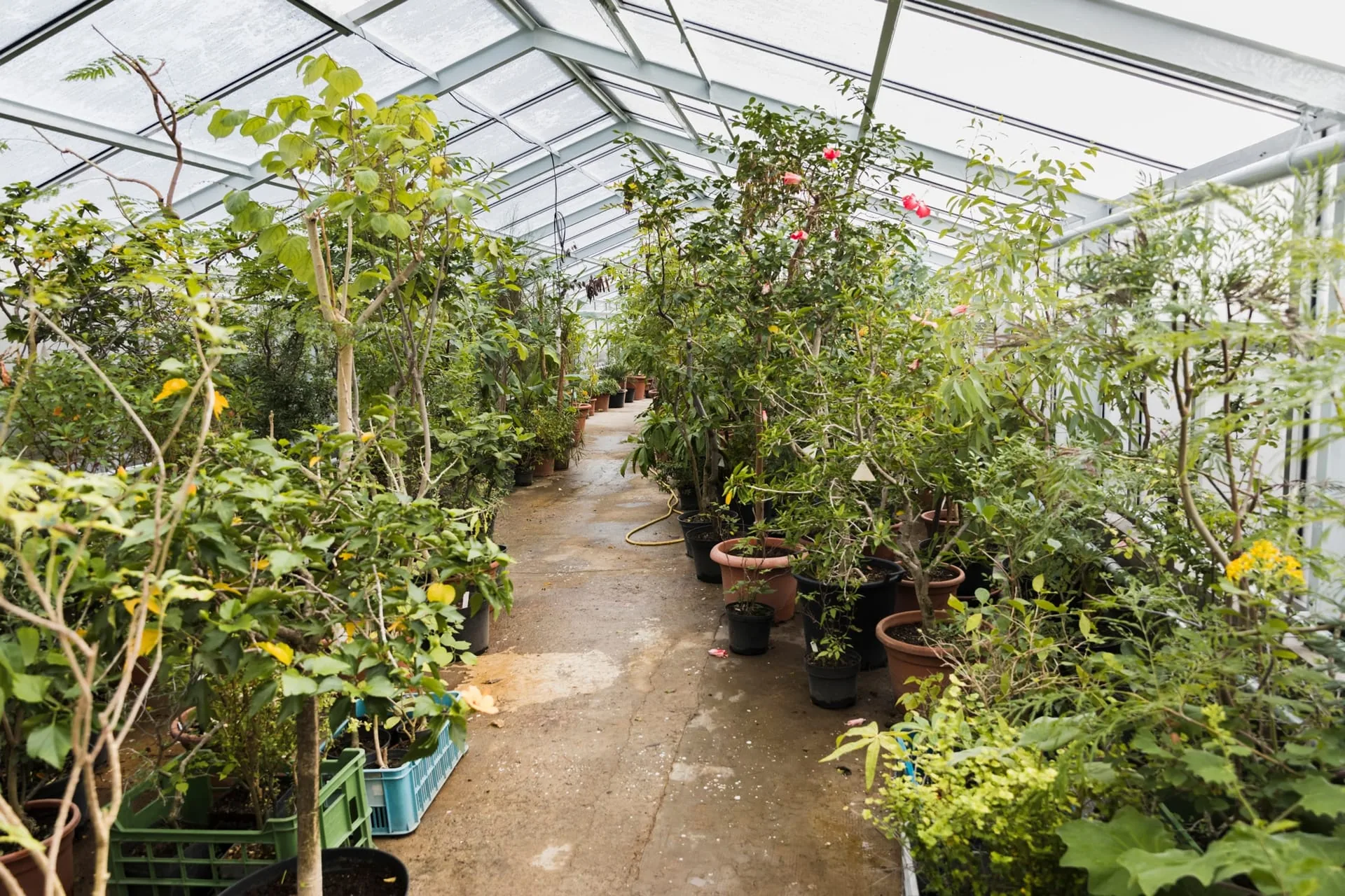 Established, well-rooted berry shrubs in a cold-climate nursery row