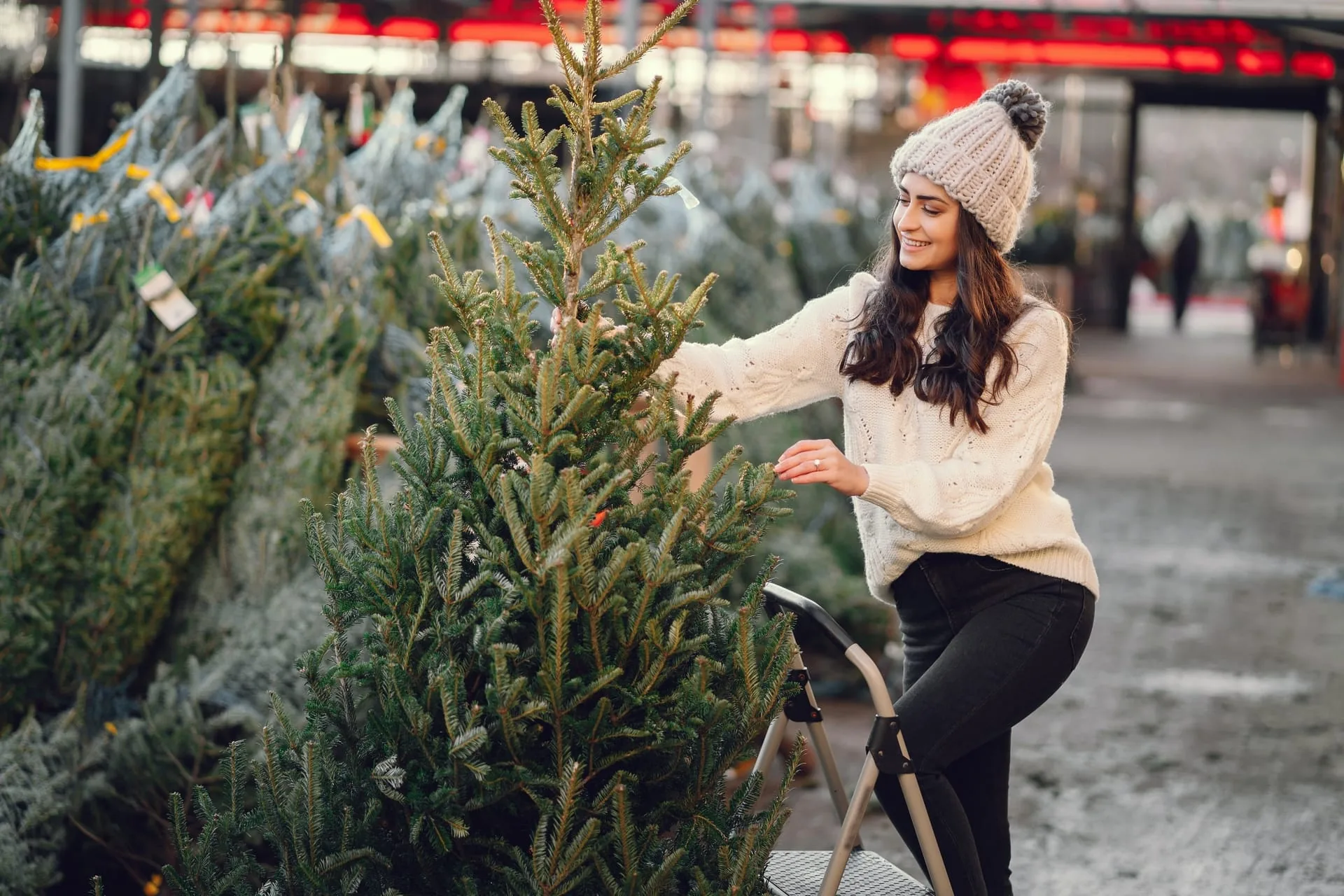 Snow-dusted nursery rows of cold-hardy berry saplings